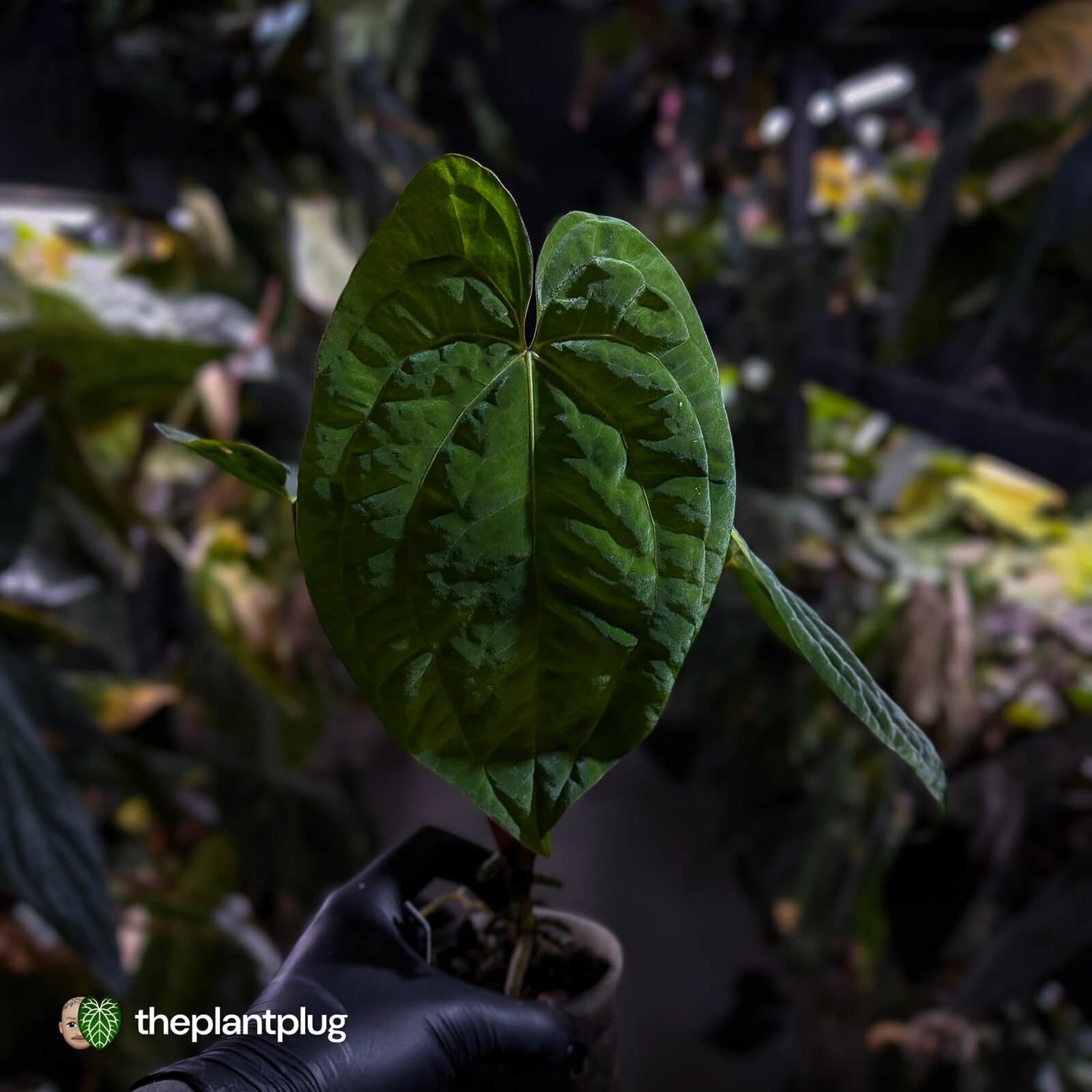 Anthurium 'Dark Phoenix' x 'RVDP'