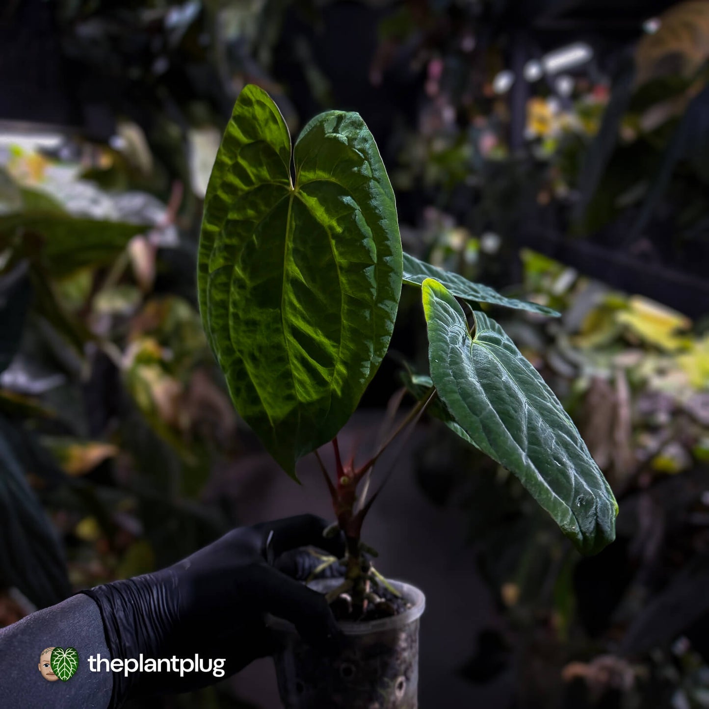 Anthurium 'Dark Phoenix' x 'RVDP'