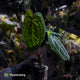 Anthurium 'Dark Phoenix' x 'RVDP'