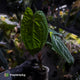 Anthurium 'Dark Phoenix' x 'RVDP'