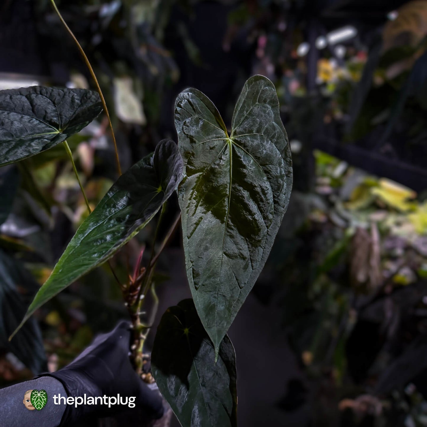 Anthurium papillilaminum x dressleri • 'LAS' x 'JS'