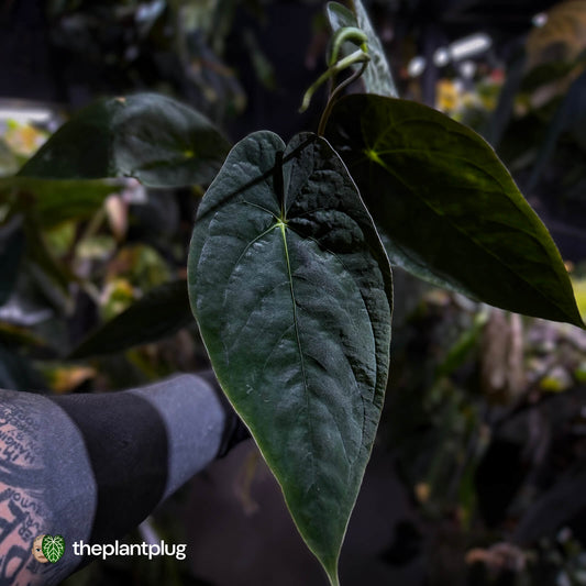 Anthurium papillilaminum x dressleri • 'LAS' x 'JS'