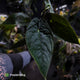 Anthurium papillilaminum x dressleri • 'LAS' x 'JS'