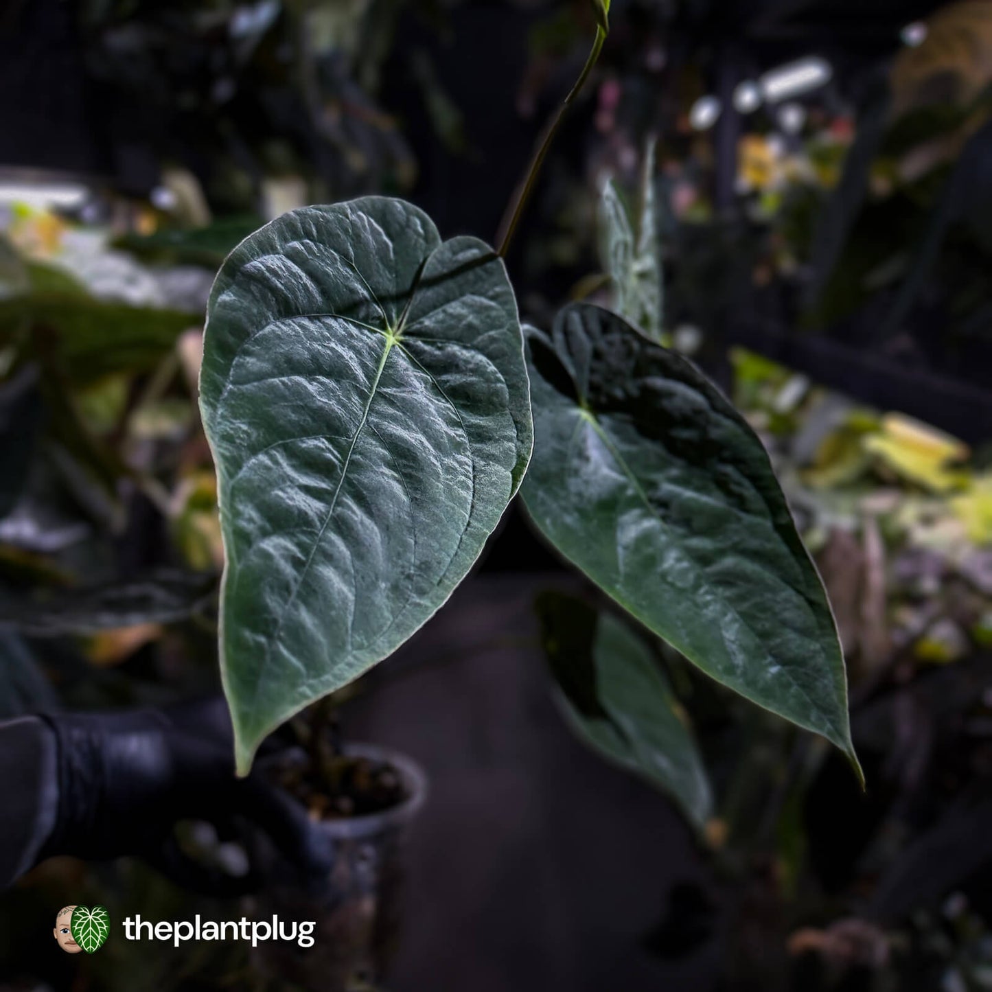 Anthurium papillilaminum x dressleri • 'LAS' x 'JS'