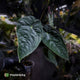 Anthurium papillilaminum x dressleri • 'LAS' x 'JS'
