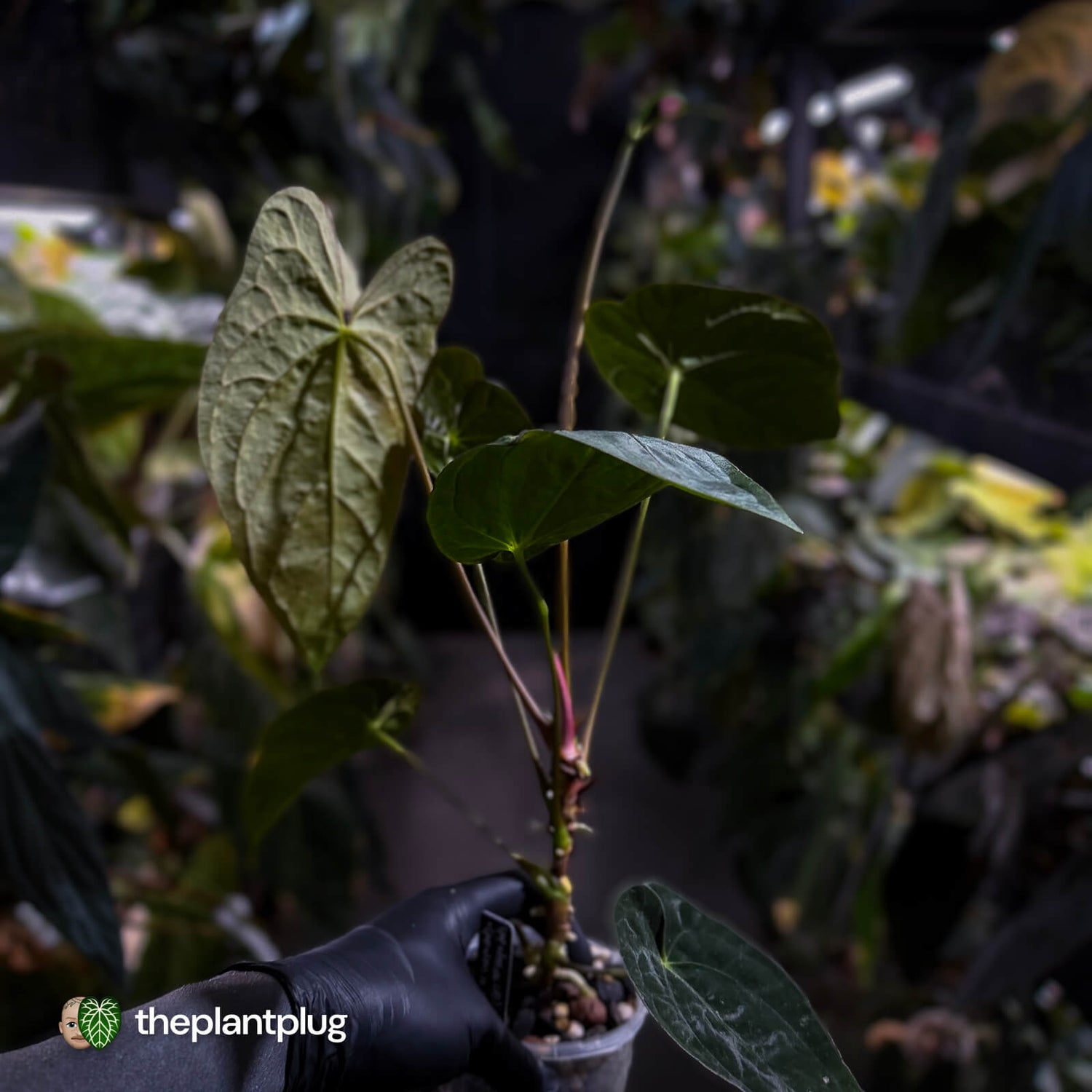 Anthurium papillilaminum x dressleri • 'LAS' x 'JS'
