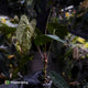 Anthurium papillilaminum x dressleri • 'LAS' x 'JS'