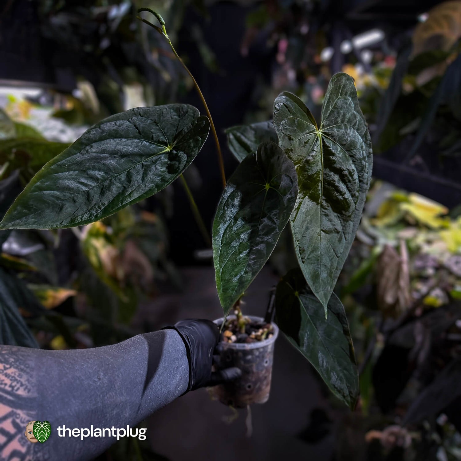 Anthurium papillilaminum x dressleri • 'LAS' x 'JS'