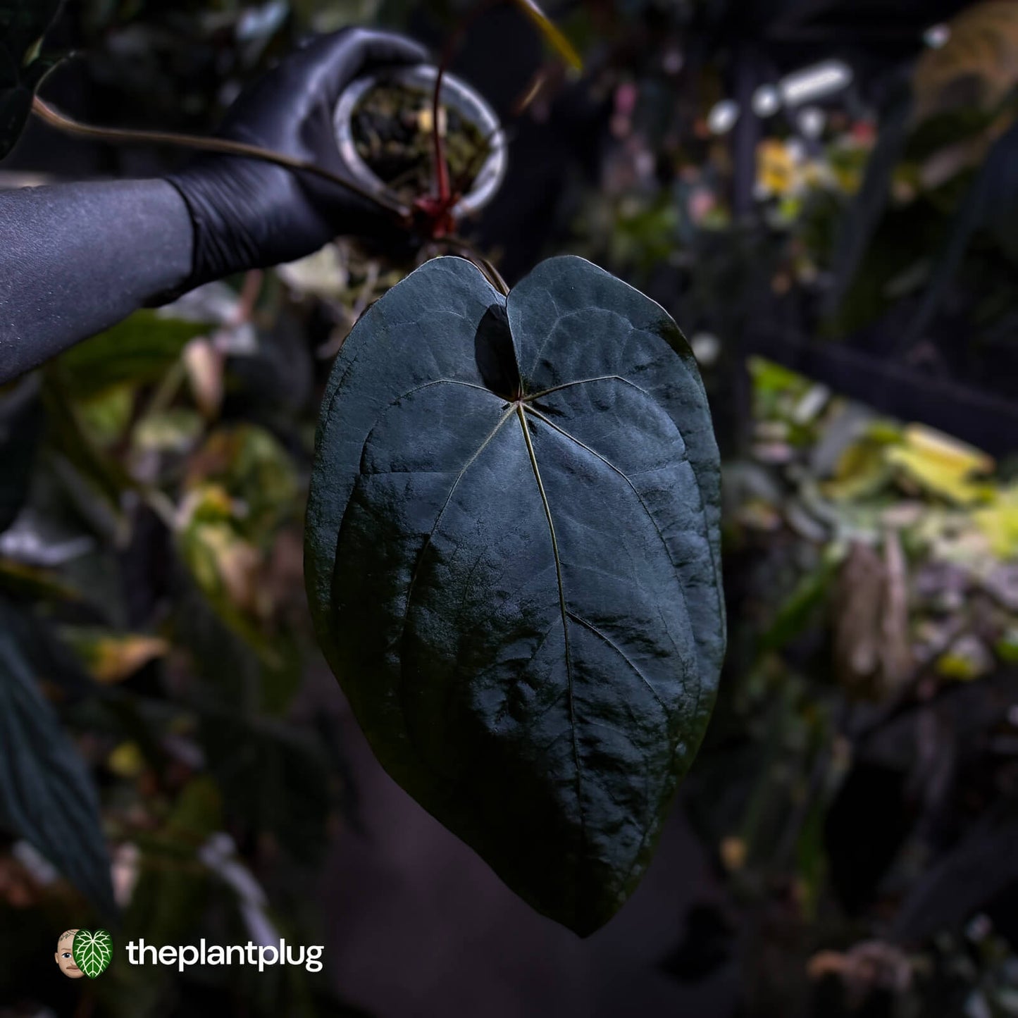 Anthurium #Hades 💎