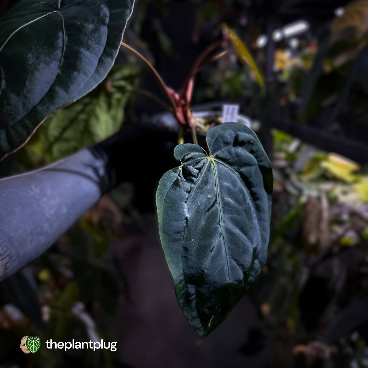 Anthurium #Hades 💎