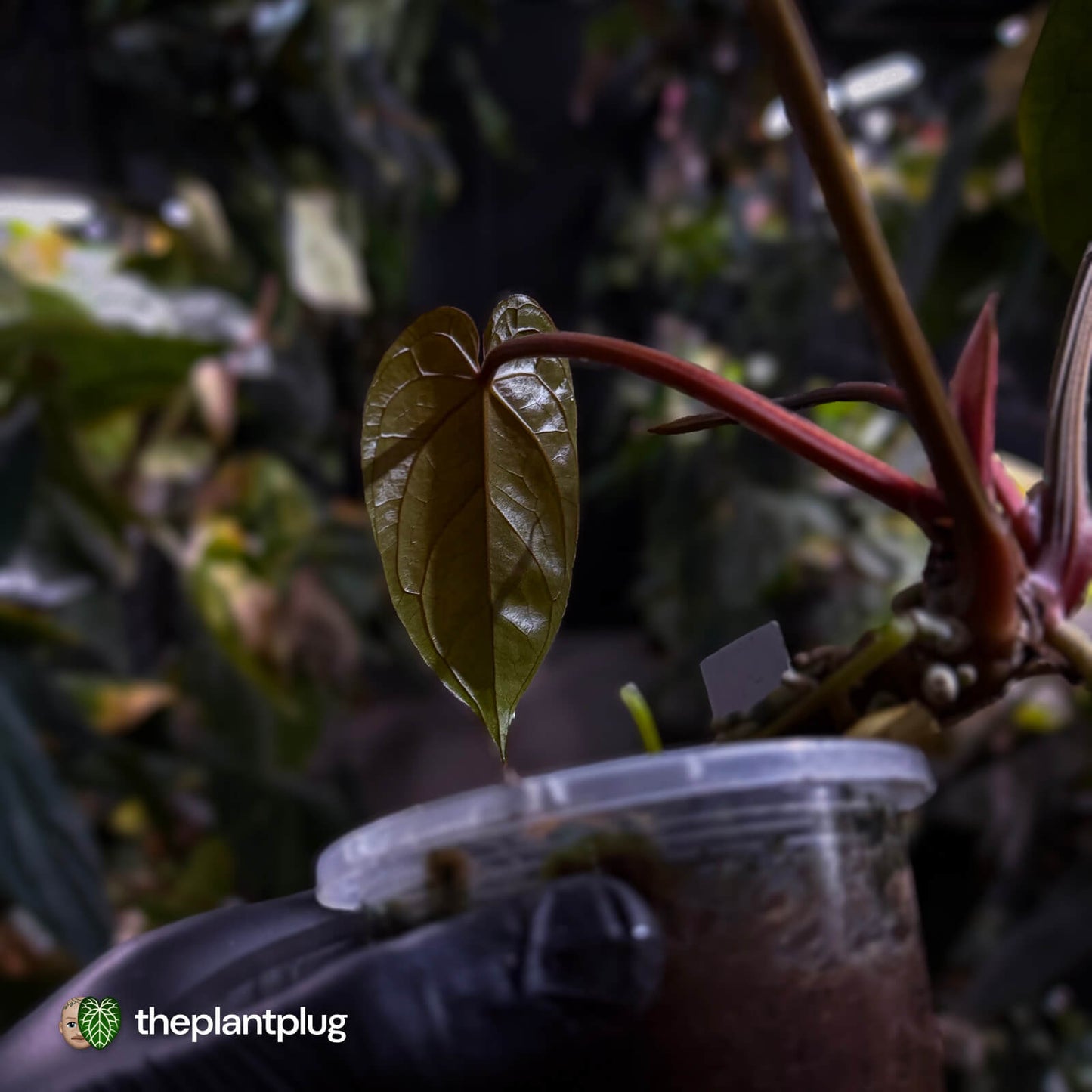 Anthurium #Hades 💎