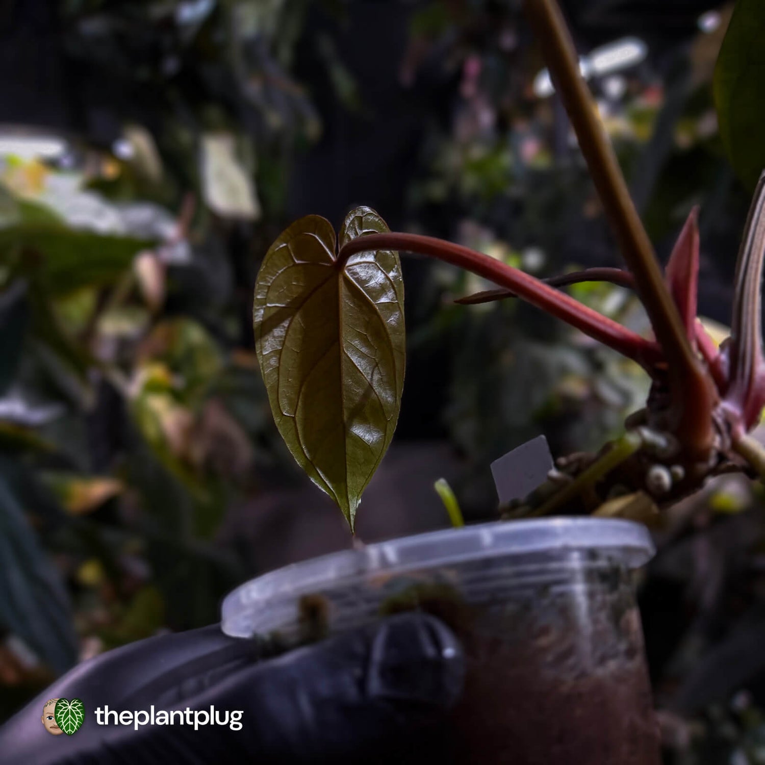 Anthurium #Hades 💎