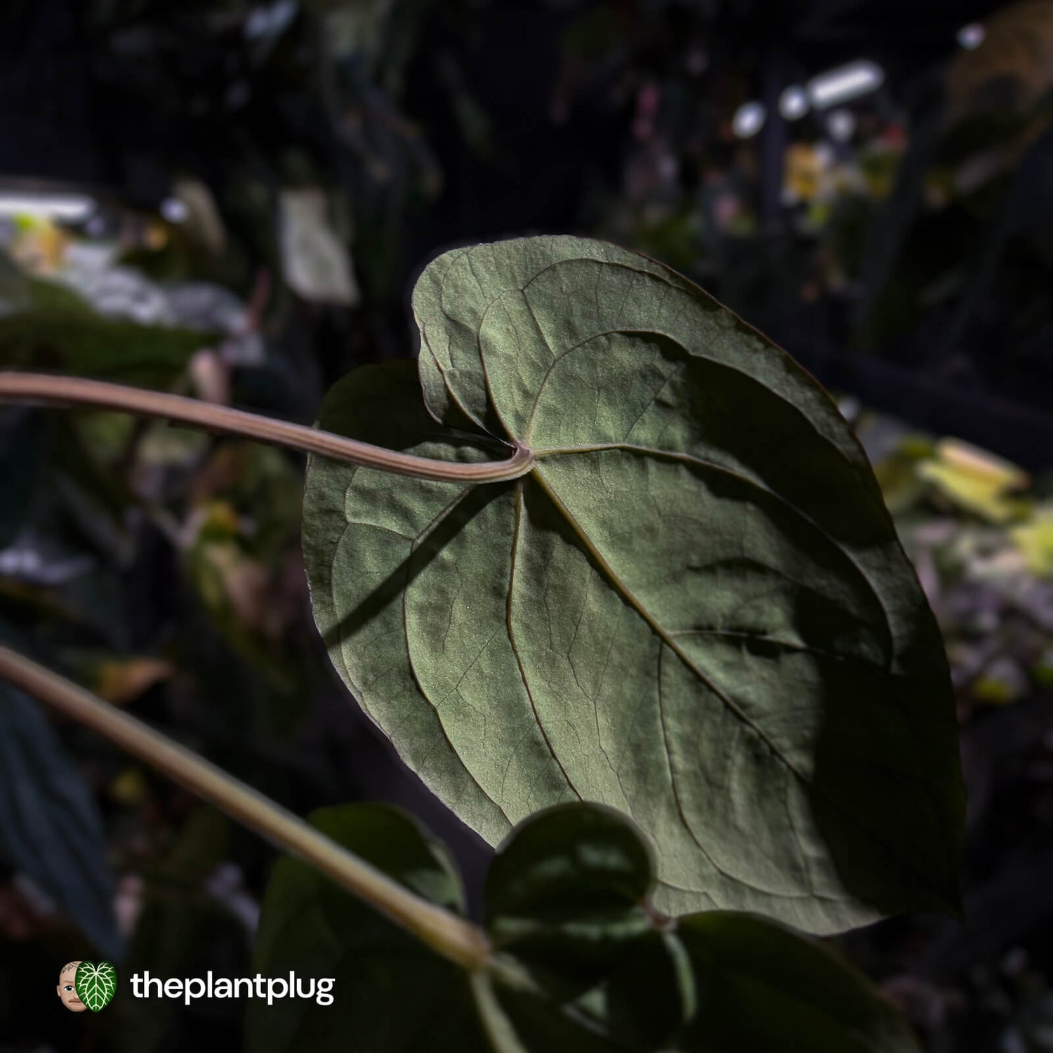 Anthurium #Hades 💎