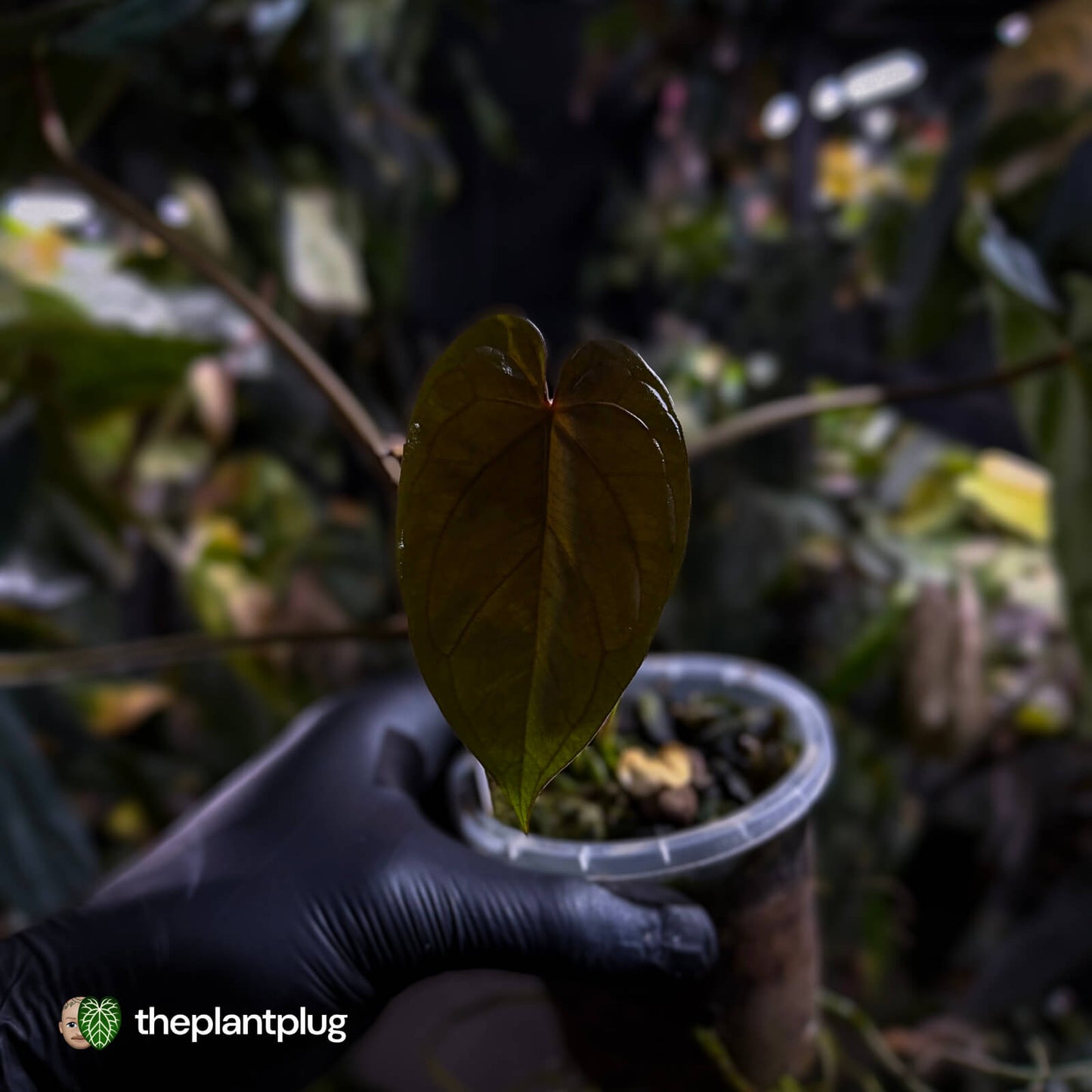 Anthurium #Hades 💎