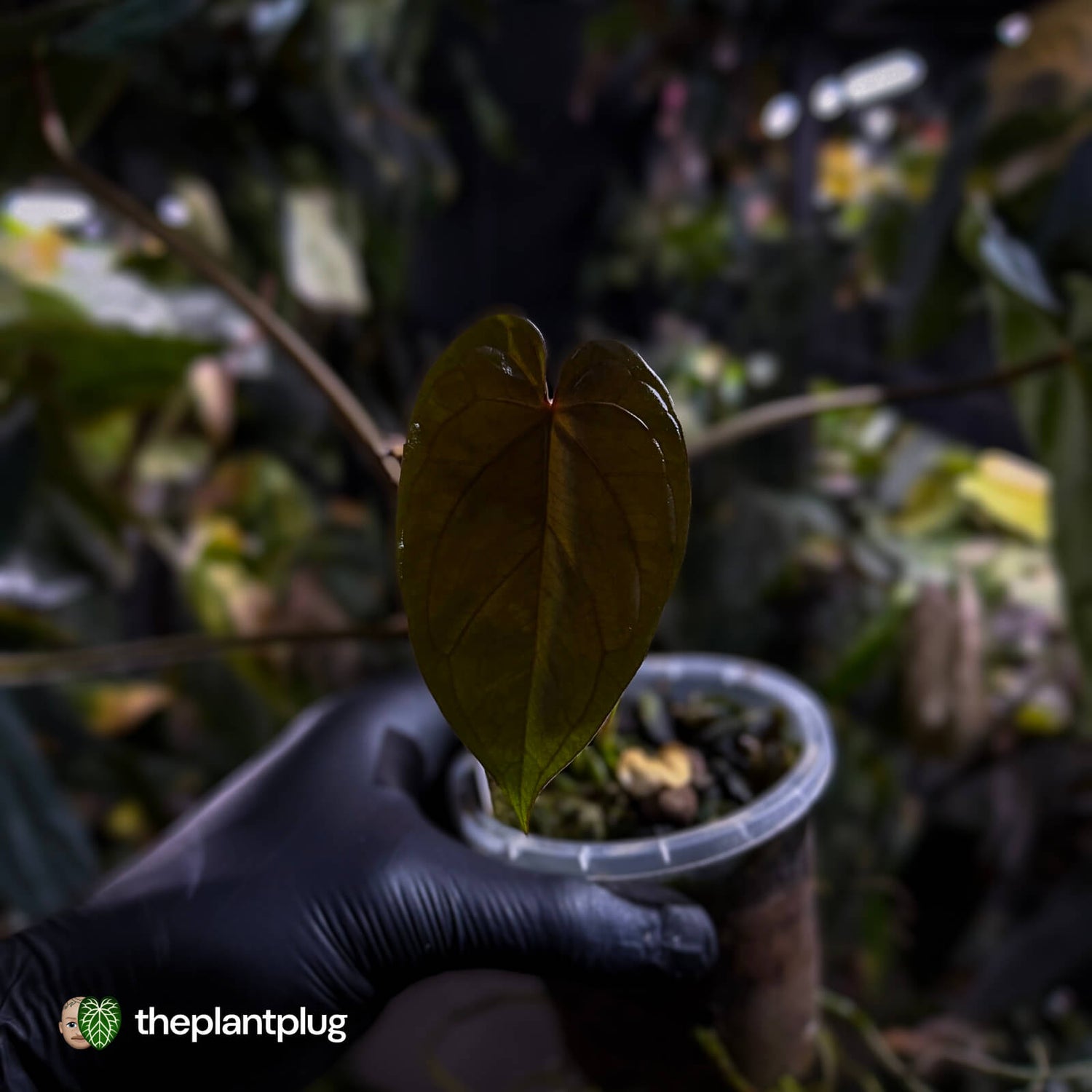 Anthurium #Hades 💎