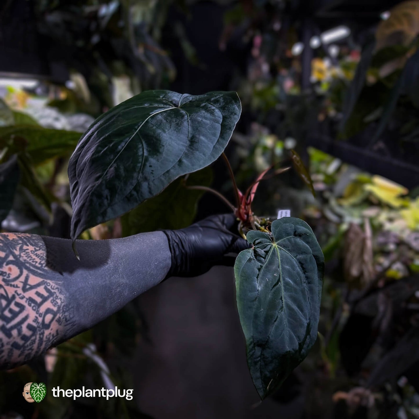 Anthurium #Hades 💎