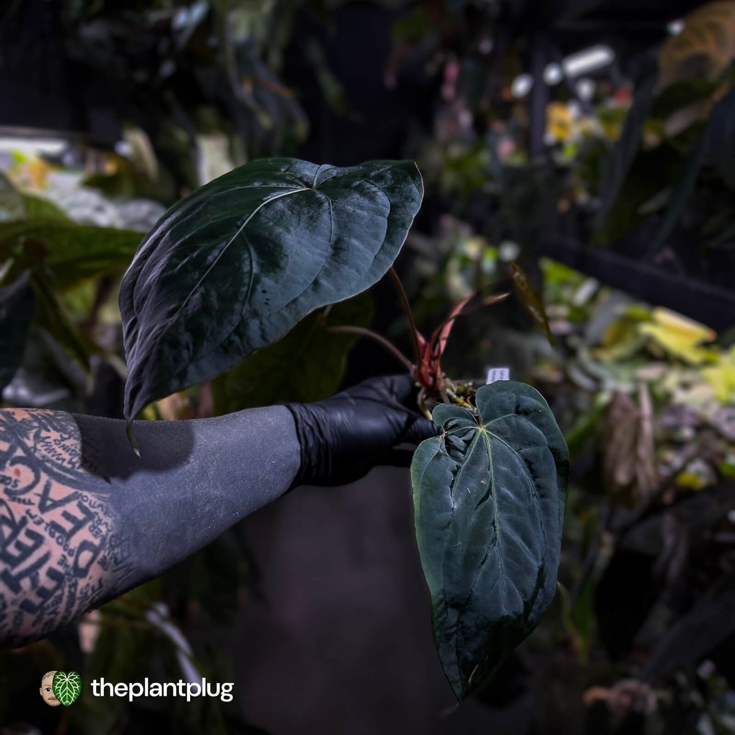 Anthurium #Hades 💎