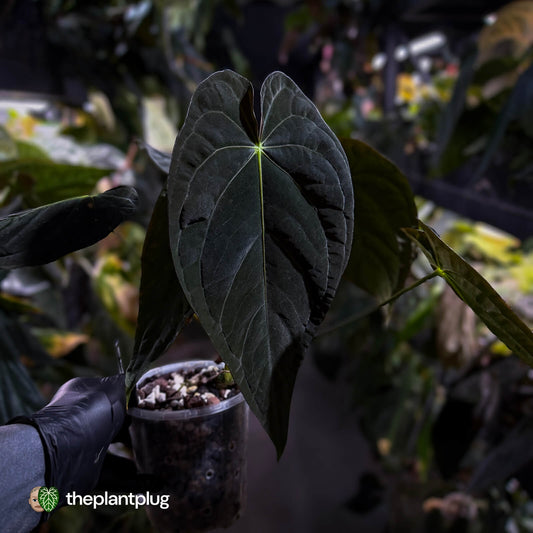 Anthurium #TwinPhoenix f2