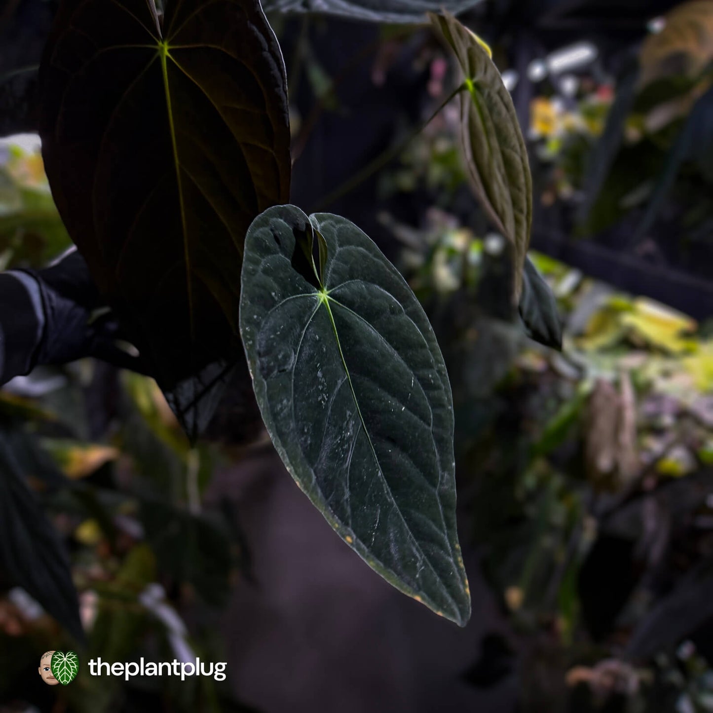 Anthurium #TwinPhoenix f2
