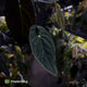 Anthurium #TwinPhoenix f2