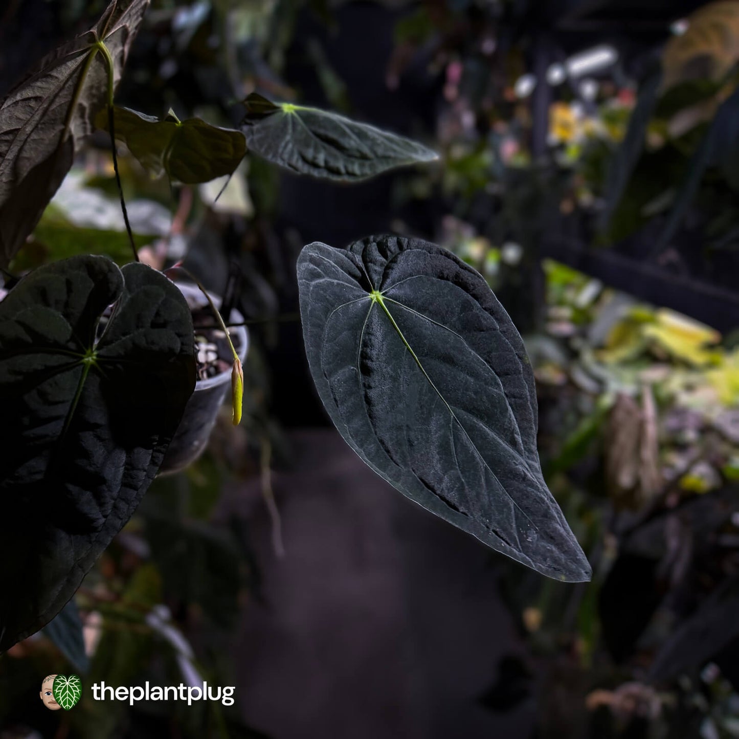 Anthurium #TwinPhoenix f2