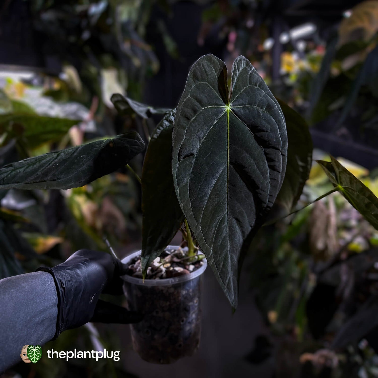 Anthurium #TwinPhoenix f2