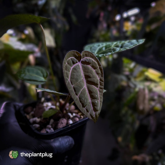 Anthurium 'Jayda' x 'Red Crystal' • first release 🧨