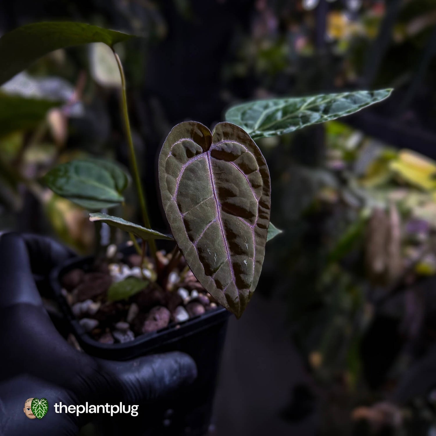 Anthurium 'Jayda' x 'Red Crystal' • first release 🧨