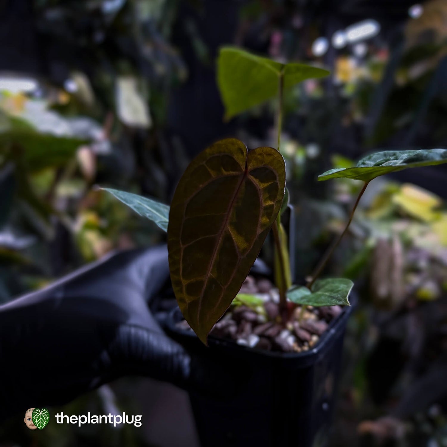 Anthurium 'Jayda' x 'Red Crystal' • first release 🧨