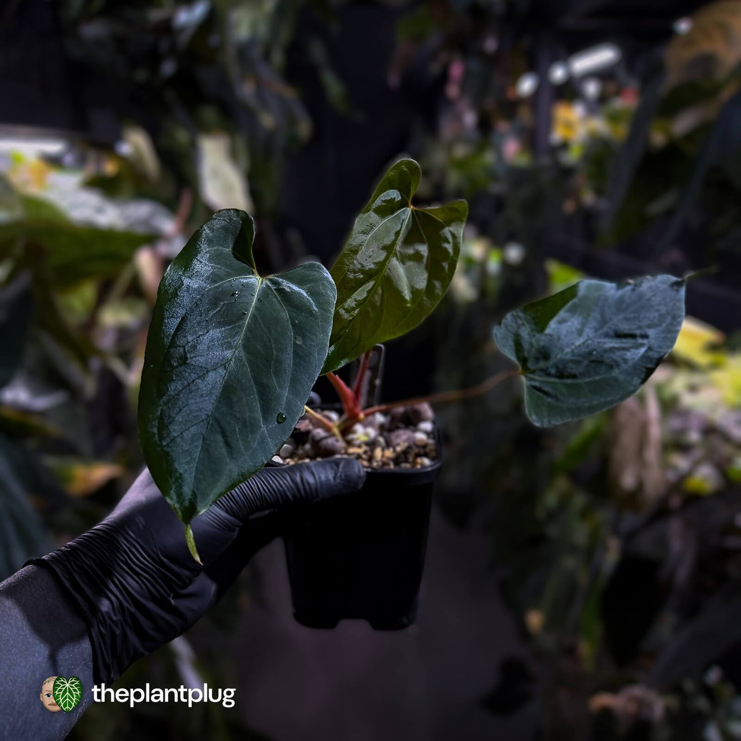 Anthurium 'NSE dressleri' x (papillilaminum 'ralph lynam' x self) • first release ⭐