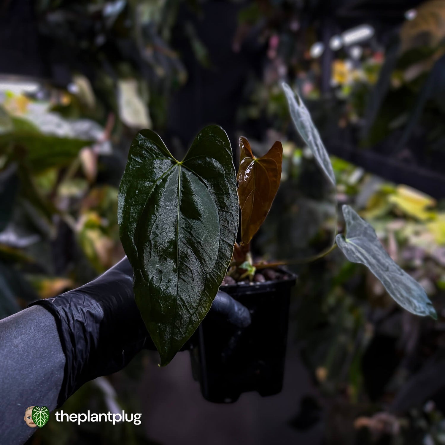 Anthurium papillilaminum 'RL' s1 x #BlackCherry
