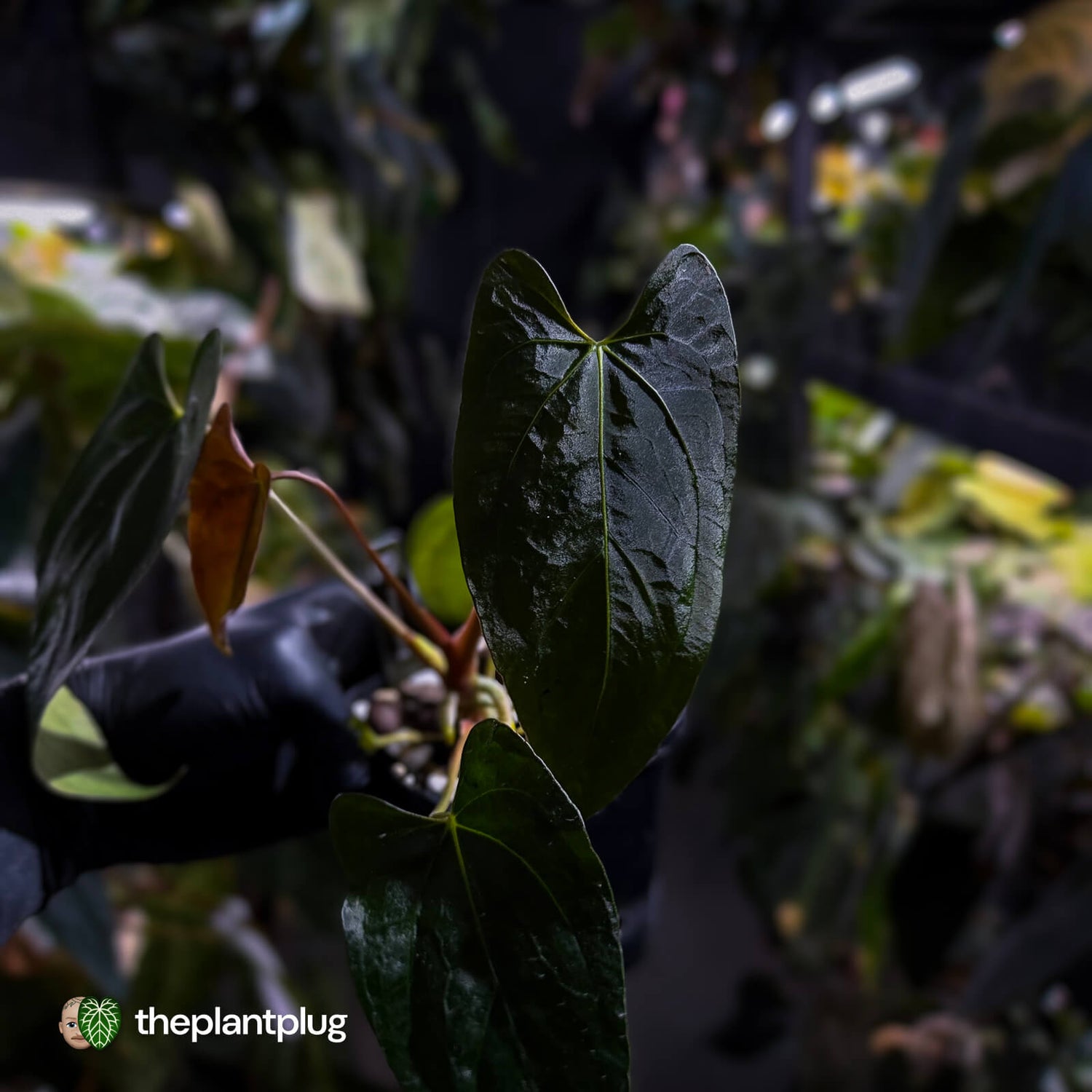 Anthurium papillilaminum 'RL' s1 x #BlackCherry