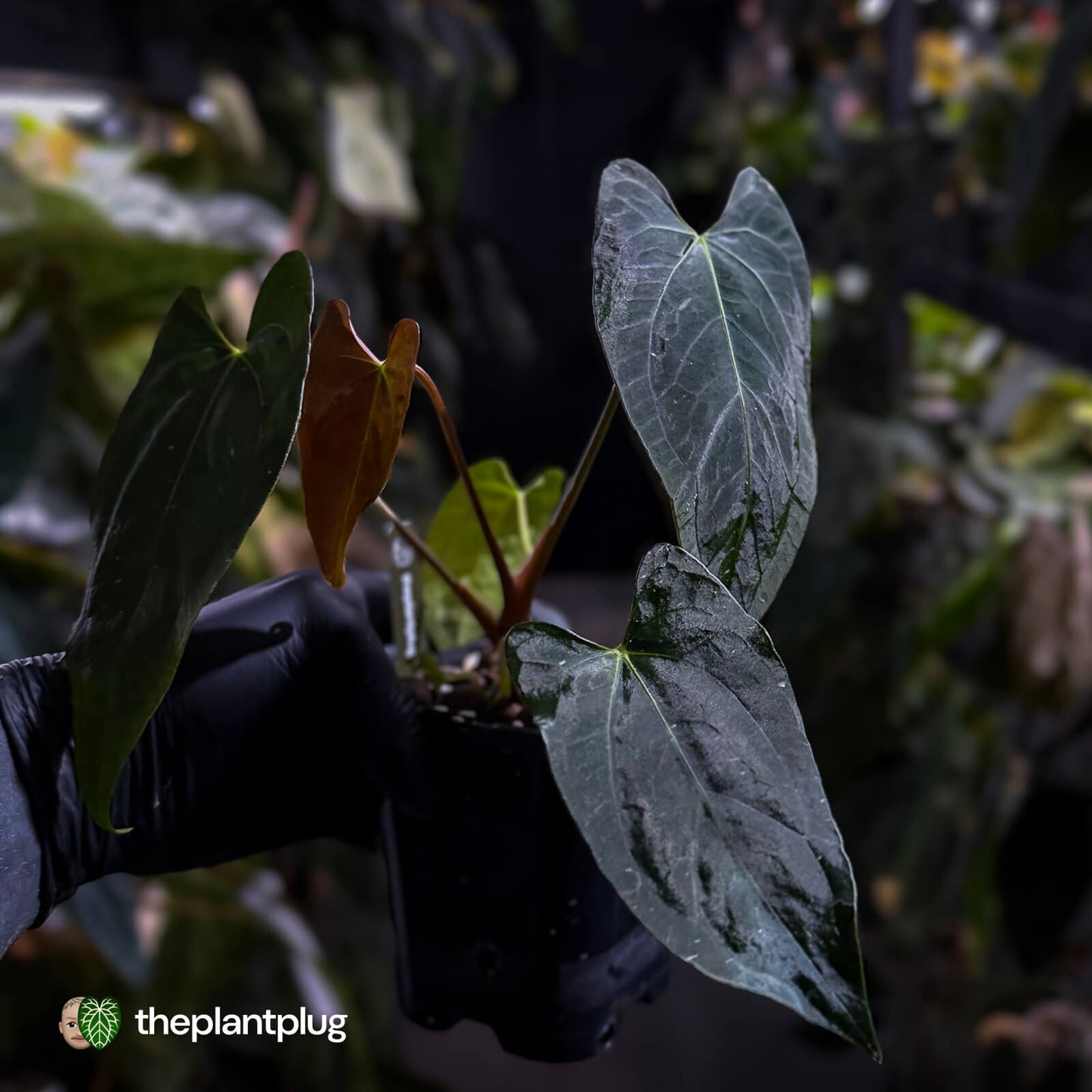 Anthurium papillilaminum 'RL' s1 x #BlackCherry