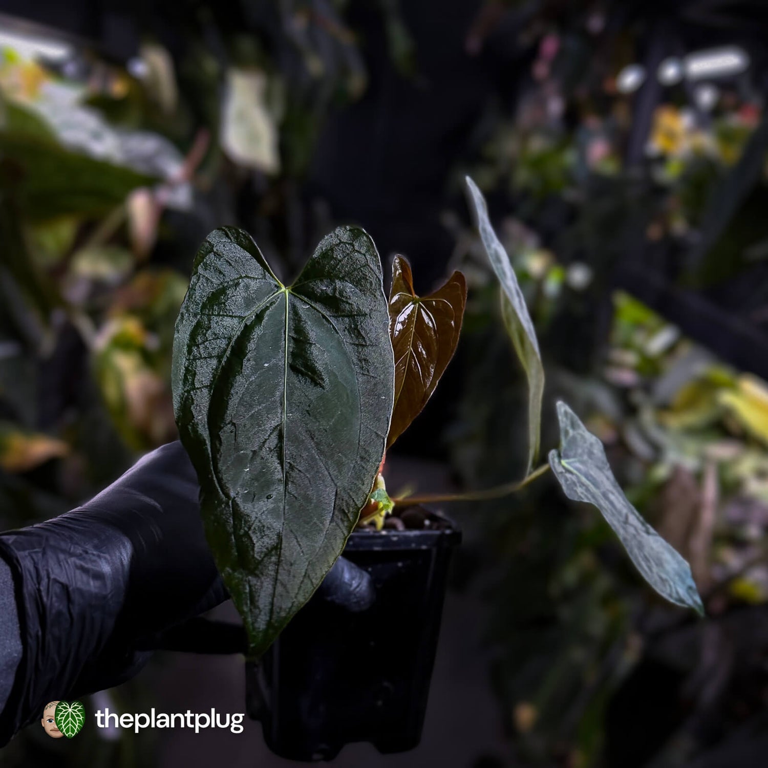 Anthurium papillilaminum 'RL' s1 x #BlackCherry
