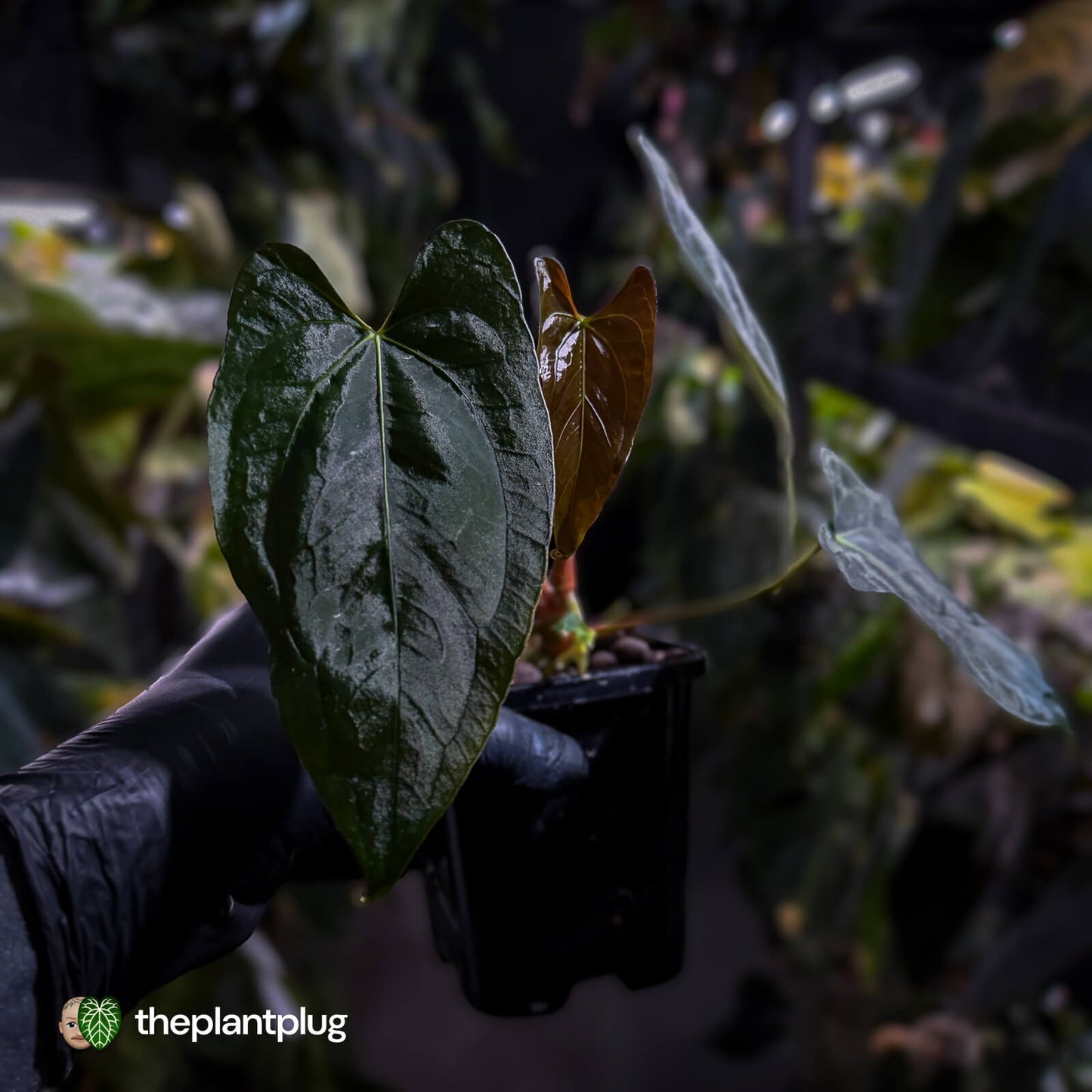 Anthurium papillilaminum 'RL' s1 x #BlackCherry