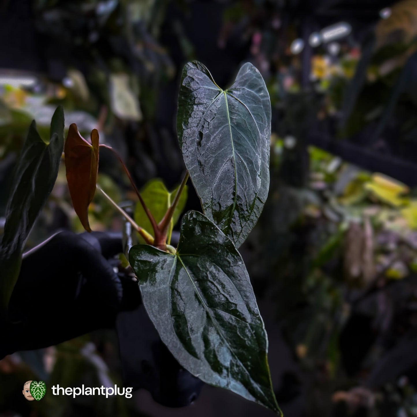 Anthurium papillilaminum 'RL' s1 x #BlackCherry