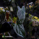 Anthurium papillilaminum 'RL' s1 x #BlackCherry