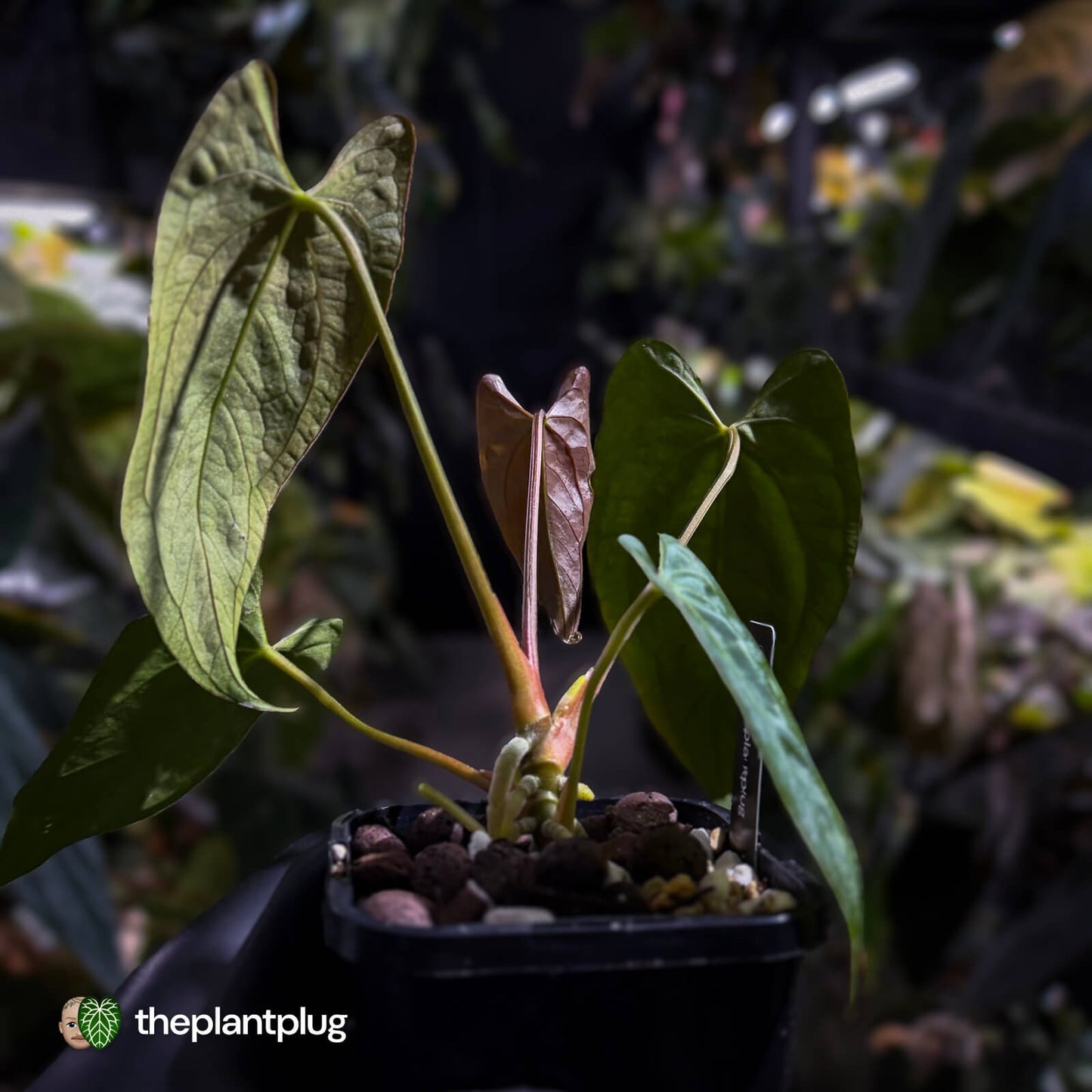 Anthurium papillilaminum 'RL' s1 x #BlackCherry