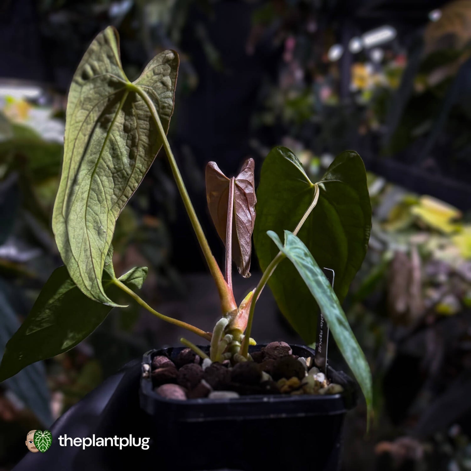 Anthurium papillilaminum 'RL' s1 x #BlackCherry