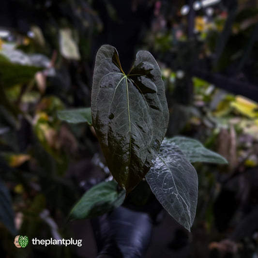 Anthurium papillilaminum 'RLFS' x 'Red Dark Phoenix'