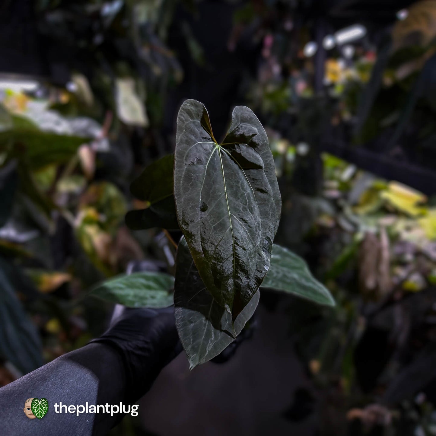 Anthurium papillilaminum 'RLFS' x 'Red Dark Phoenix'