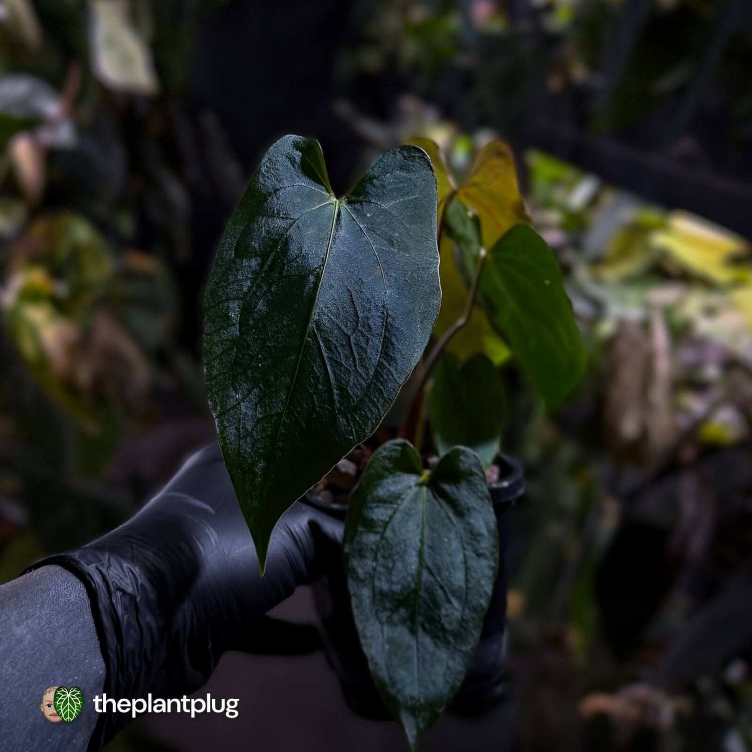 Anthurium papillilaminum 'RL' s1 x #BlackCherry