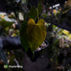 Anthurium papillilaminum 'RL' s1 x #BlackCherry