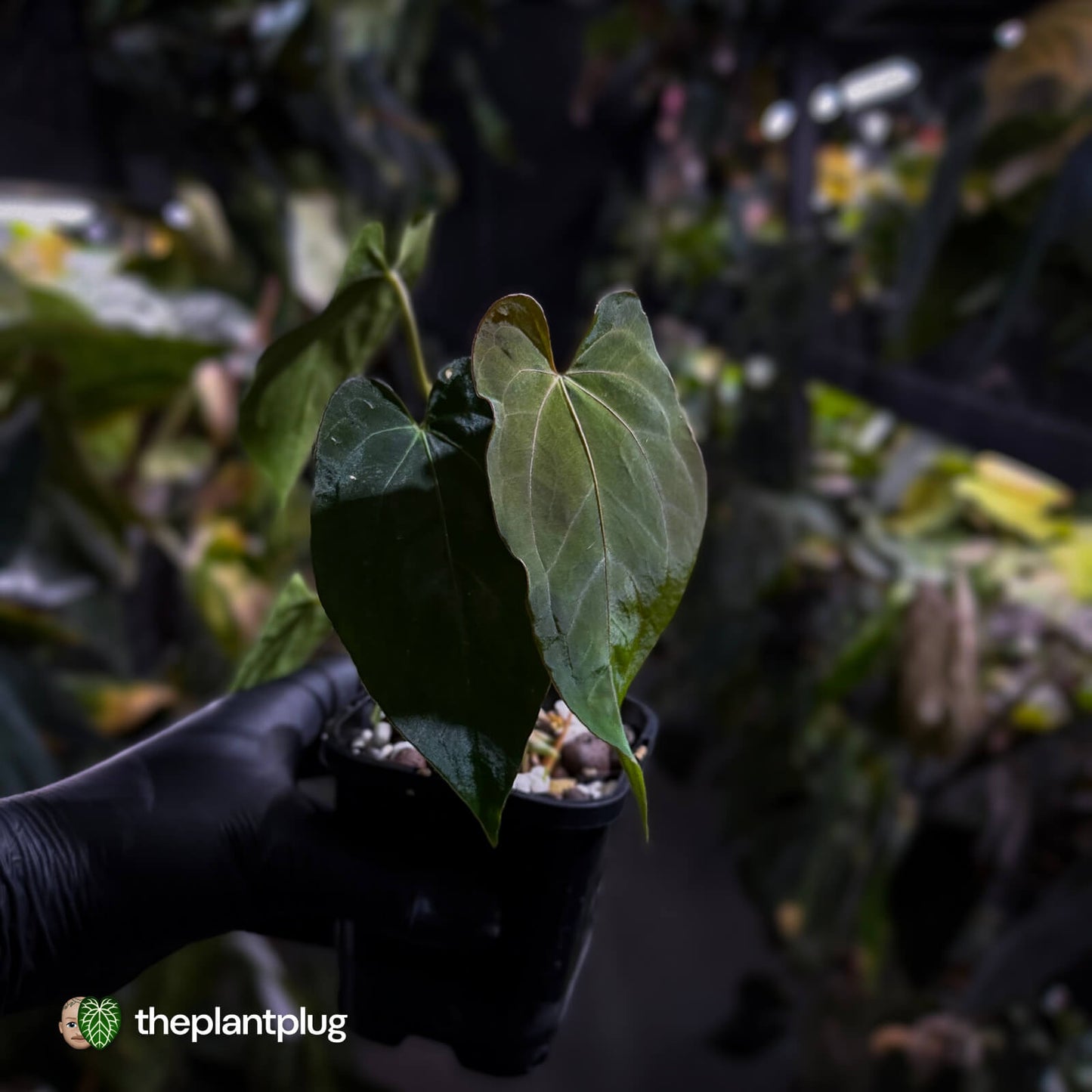 Anthurium papillilaminum 'RL' s1 x #BlackCherry