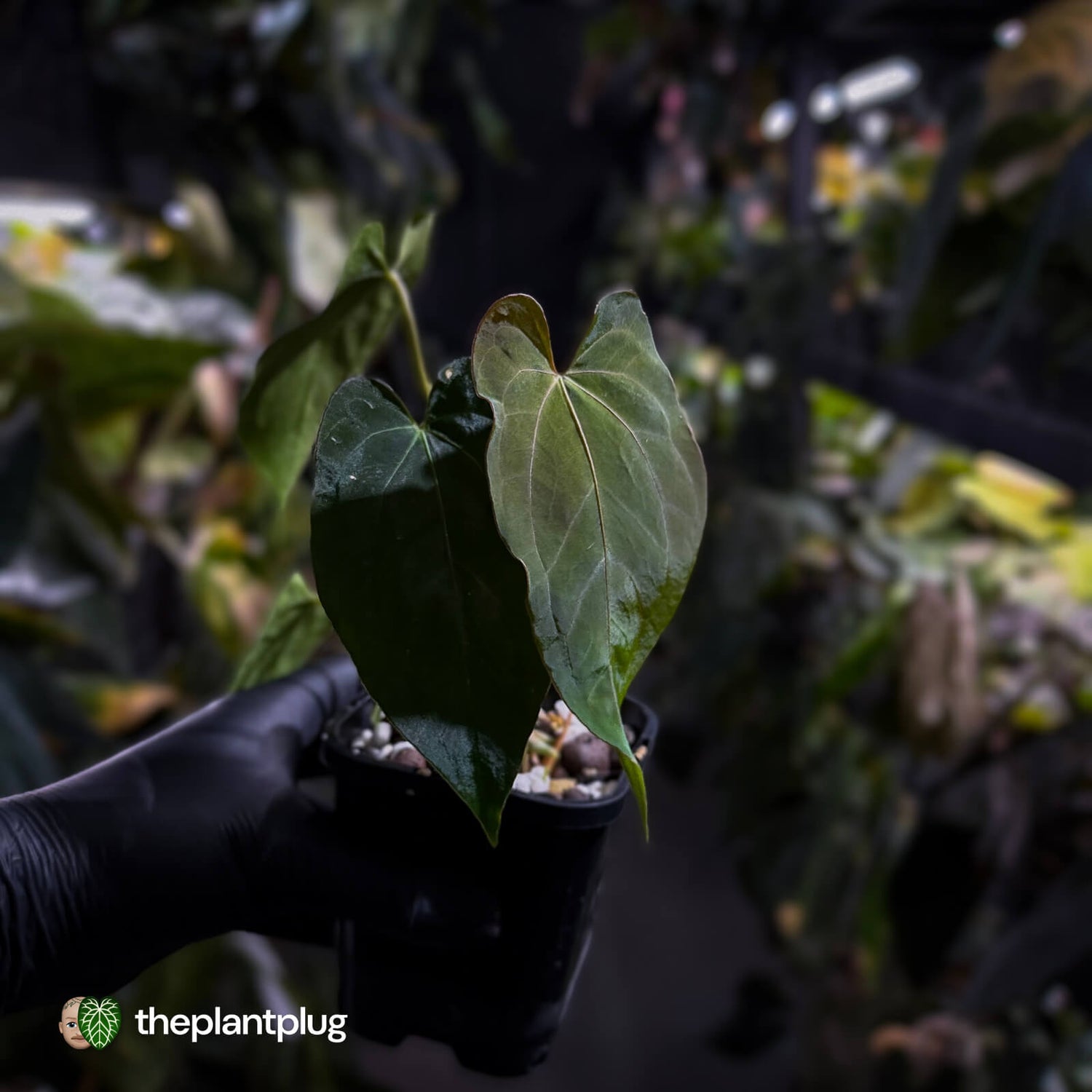 Anthurium papillilaminum 'RL' s1 x #BlackCherry
