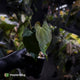 Anthurium papillilaminum 'RL' s1 x #BlackCherry