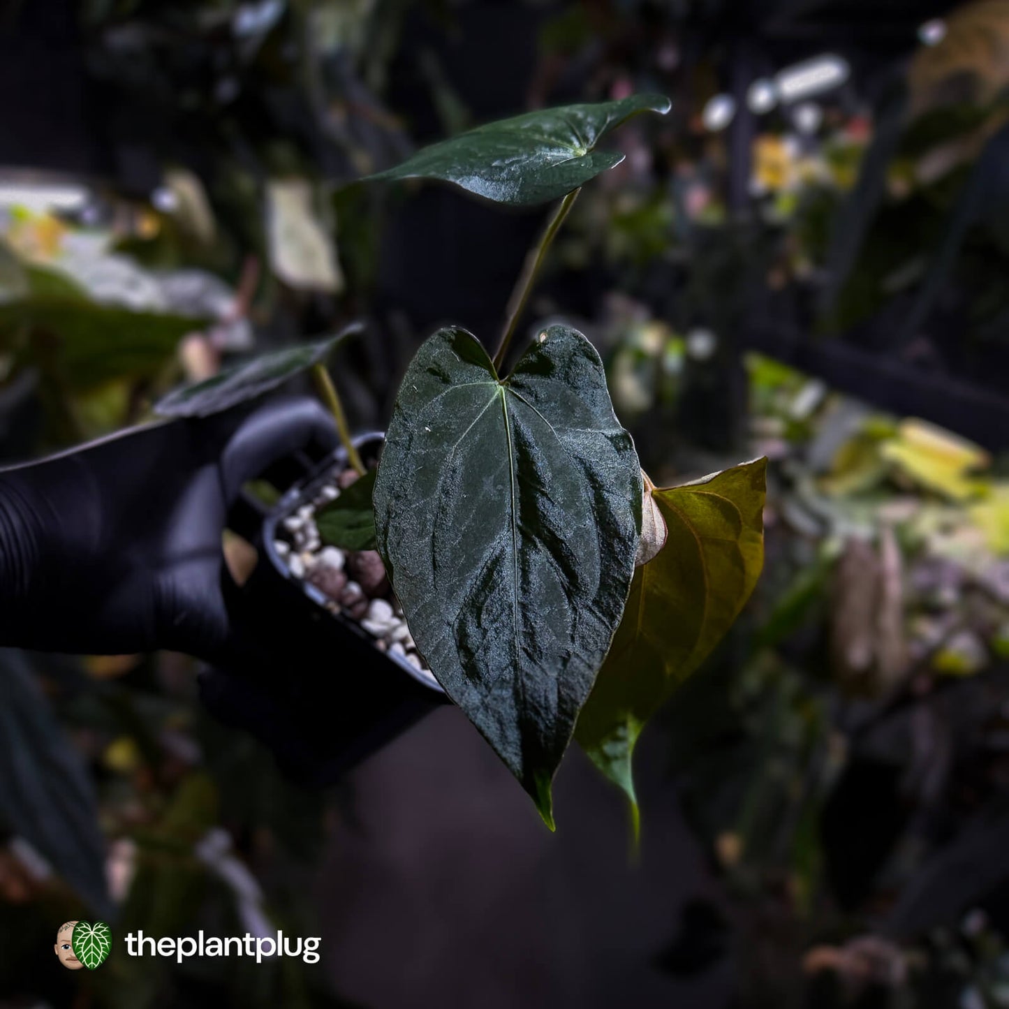 Anthurium papillilaminum 'RL' s1 x #BlackCherry