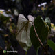 Anthurium papillilaminum 'RL' s1 x #BlackCherry