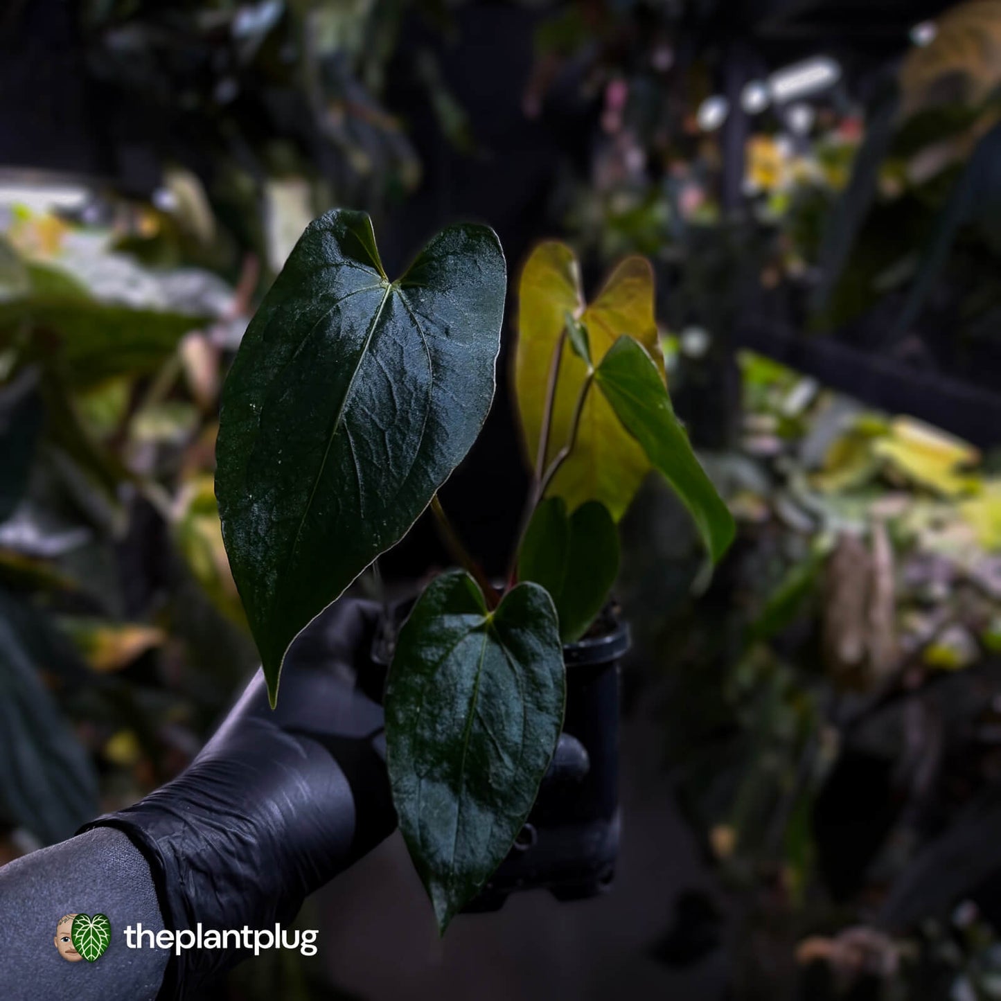 Anthurium papillilaminum 'RL' s1 x #BlackCherry
