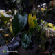 Anthurium papillilaminum 'RL' s1 x #BlackCherry